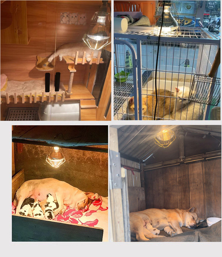 宠物取暖灯兽用动物保温灯套装鸡苗仔猪取暖灯泡可调温度加热带线,淘宝优惠券,粉丝福利购,淘宝优惠卷