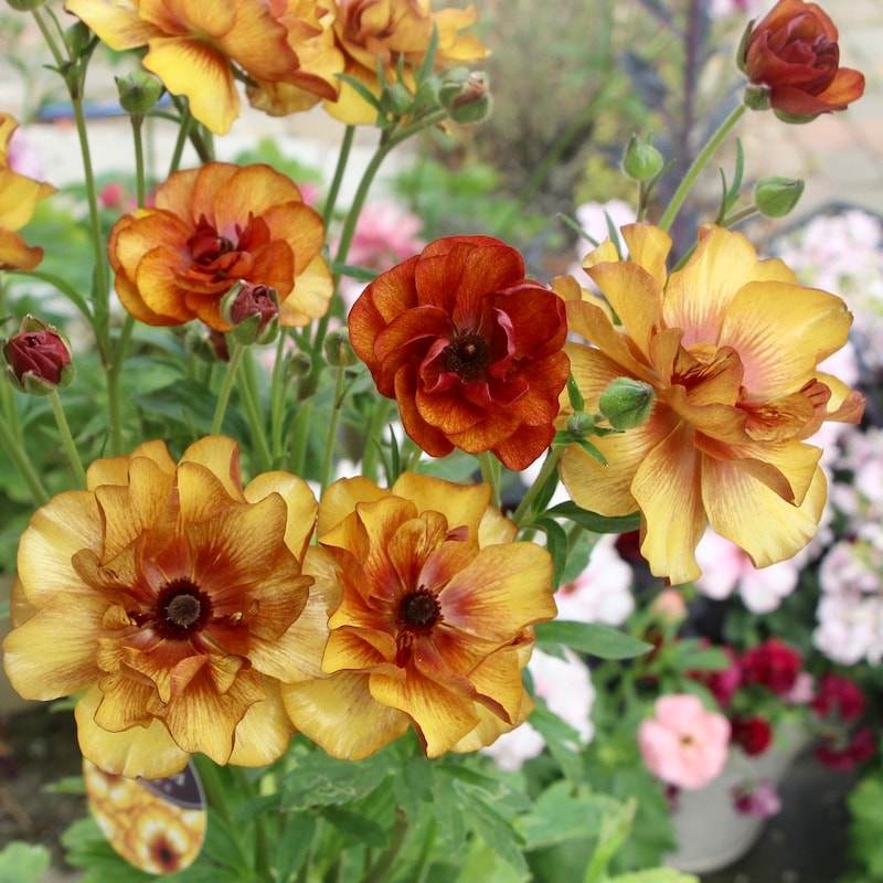 小园丁的夏日时光 蝴蝶花毛茛 耐寒好养爆花球根花卉盆栽苗现货,淘宝优惠券,粉丝福利购,淘宝优惠卷