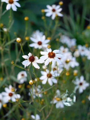 小园丁的夏日时光 金鸡菊 黄铜矿 耐热花园阳台夏季开花植物盆栽 - 图3