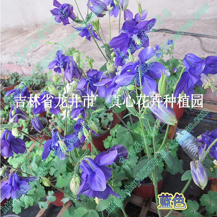 真心花卉 多年生耐寒 盆栽地栽植物  耧斗菜苗 多色可选 营养钵苗 - 图0