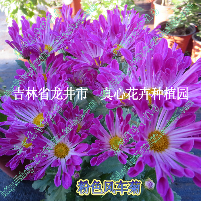 真心花卉进口菊花 多年生 北京夏菊风车菊 季节颜色变化 营养钵苗 - 图1