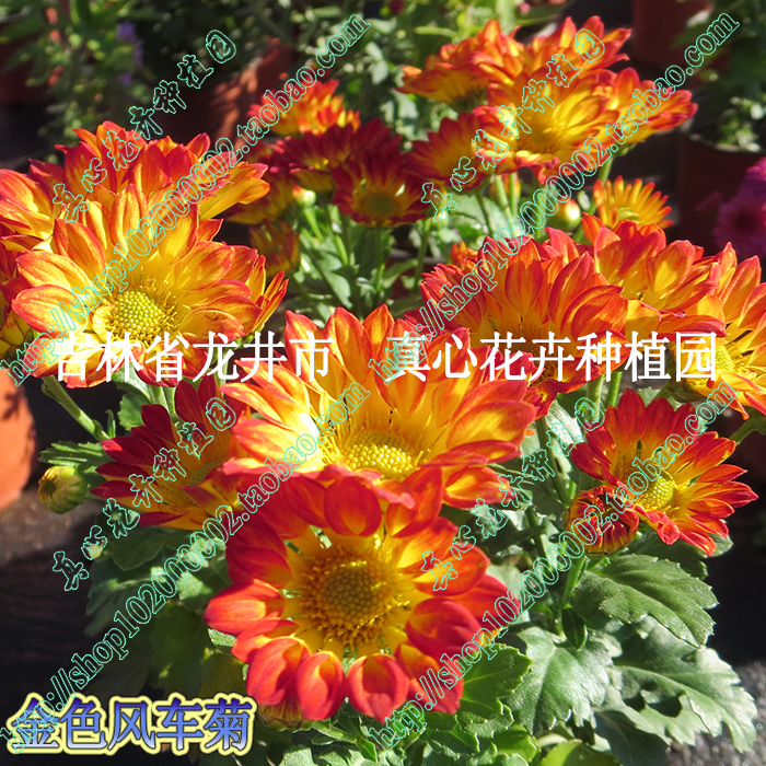 真心花卉进口菊花 多年生 北京夏菊风车菊 季节颜色变化 营养钵苗 - 图0