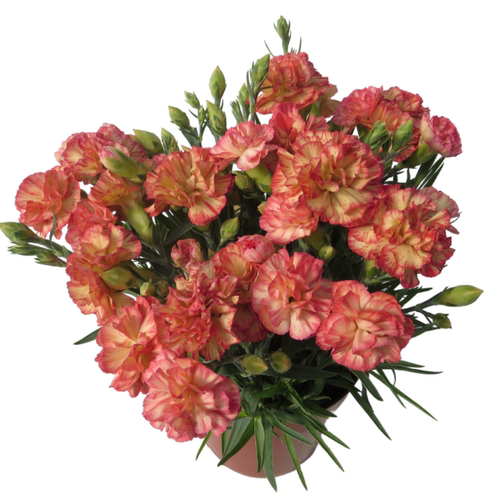 真心花卉/多年生盆栽矮生品种【康乃馨苗合集】橙黄双色/营养钵苗 - 图3