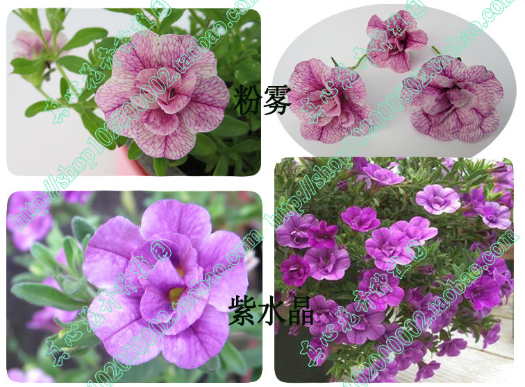 真心花卉/盆栽花卉/四季开花舞春花【百万小玲苗】合集/营养钵苗 - 图0