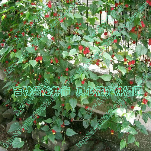 真心花卉 风铃扶桑纹瓣悬玲花【蔓性风铃花】木本灯笼花 营养钵苗 - 图0