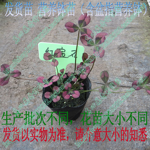 真心花卉 幸运草三叶草盆栽酢浆草多年生喜阳光观叶植物营养钵苗 - 图0