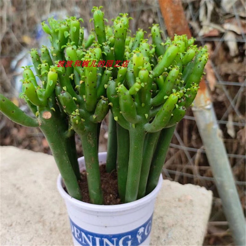 新款阳台客厅茶几多肉植物珊瑚棒室内吸甲醛美观易养护仙人掌盆栽 - 图1