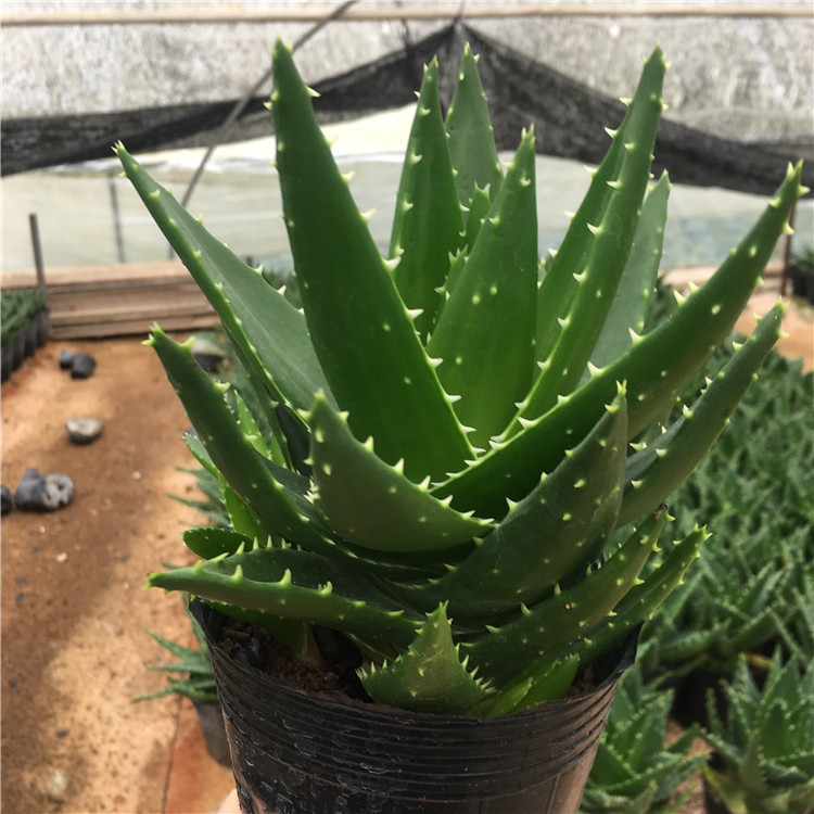 新款多肉植物不夜城芦荟室内吸甲醛防辐射净化空气可水培绿植盆栽 - 图1