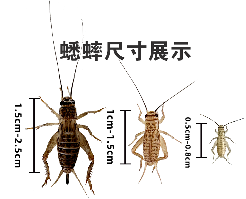 白蟋蟀白蛐蛐活体物饲料蜥蜴守宫蜘蛛斗虫口粮食物针头蟋蟀油葫芦 - 图0