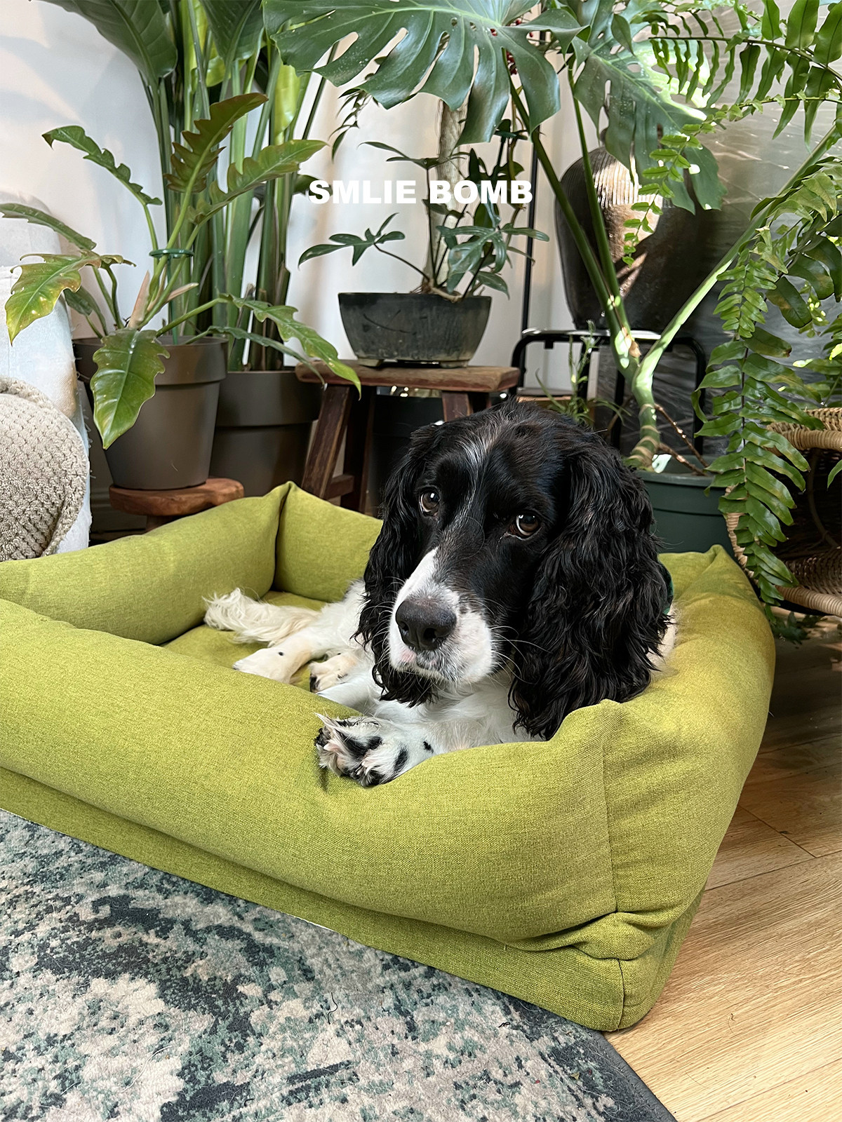PetMassive极简复古防塌陷可拆洗绿色狗窝四季通用宠物窝狗床,淘宝优惠券,粉丝福利购,淘宝优惠卷