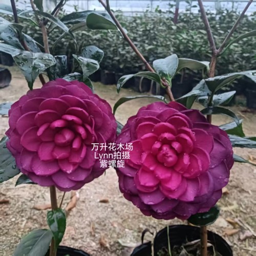 紫螺旋茶花，紫色系列茶花，高端新品种茶花 - 图1