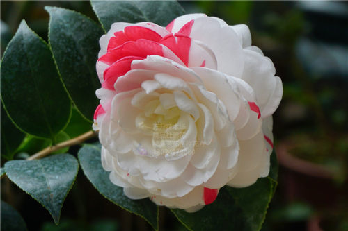 赤系抓破美人脸 特白白五 赤丹变异芽变茶花 挂线嫦娥彩 - 图0