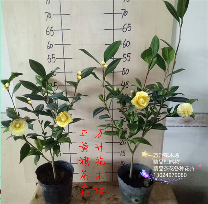 正黄旗茶花 纯黄色花系 正品 精品盆栽茶花 可一物一拍 - 图0