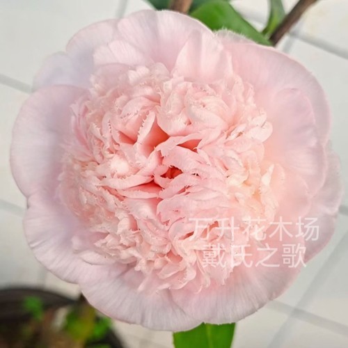 戴氏之歌 戴氏之歌茶花 稀有名贵品种 美国进口盆栽绿植花卉 - 图3