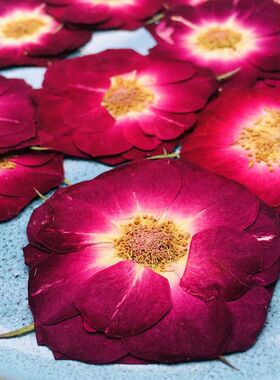 12朵真花压花滴胶相框台灯