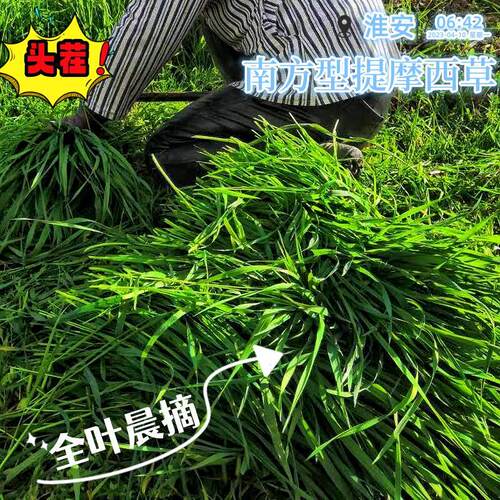 2026全新多叶南提烘干提摩西草兔子龙猫荷兰猪干草毛重2斤包邮 - 图0