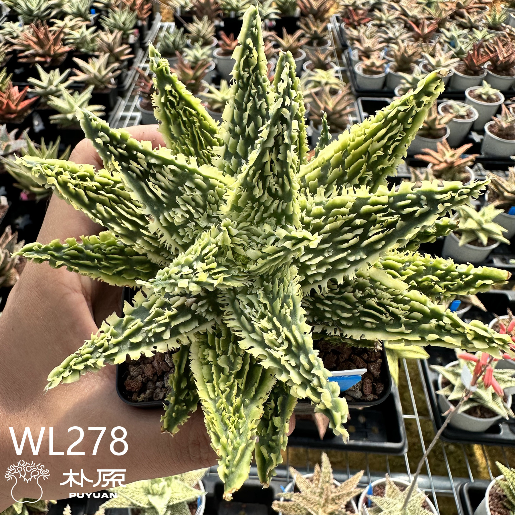 【精品来袭】名品园艺芦荟 Aloe Hybrids每周三更新-图0