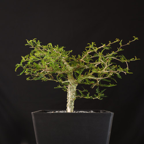【朴原】象足漆树 Operculicarya pachypus 潮流块根多肉植物盆栽 - 图2