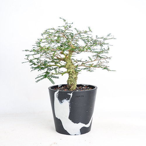 【朴原】象足漆树 Operculicarya pachypus 潮流块根多肉植物盆栽 - 图3