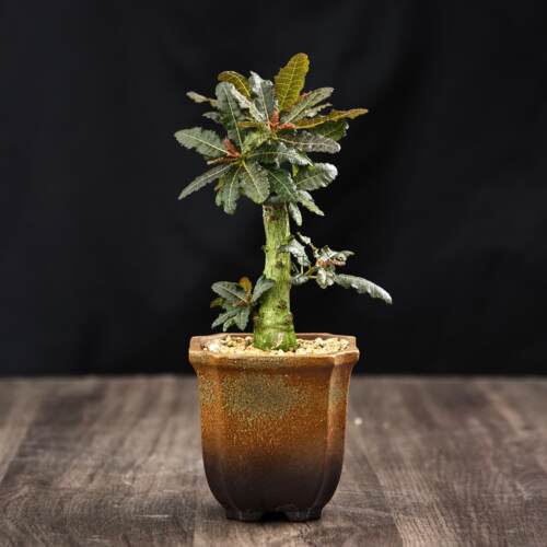 【朴原】娜娜乳香Boswellia nana盆景乳香芳香块根植物盆栽绿植 - 图2