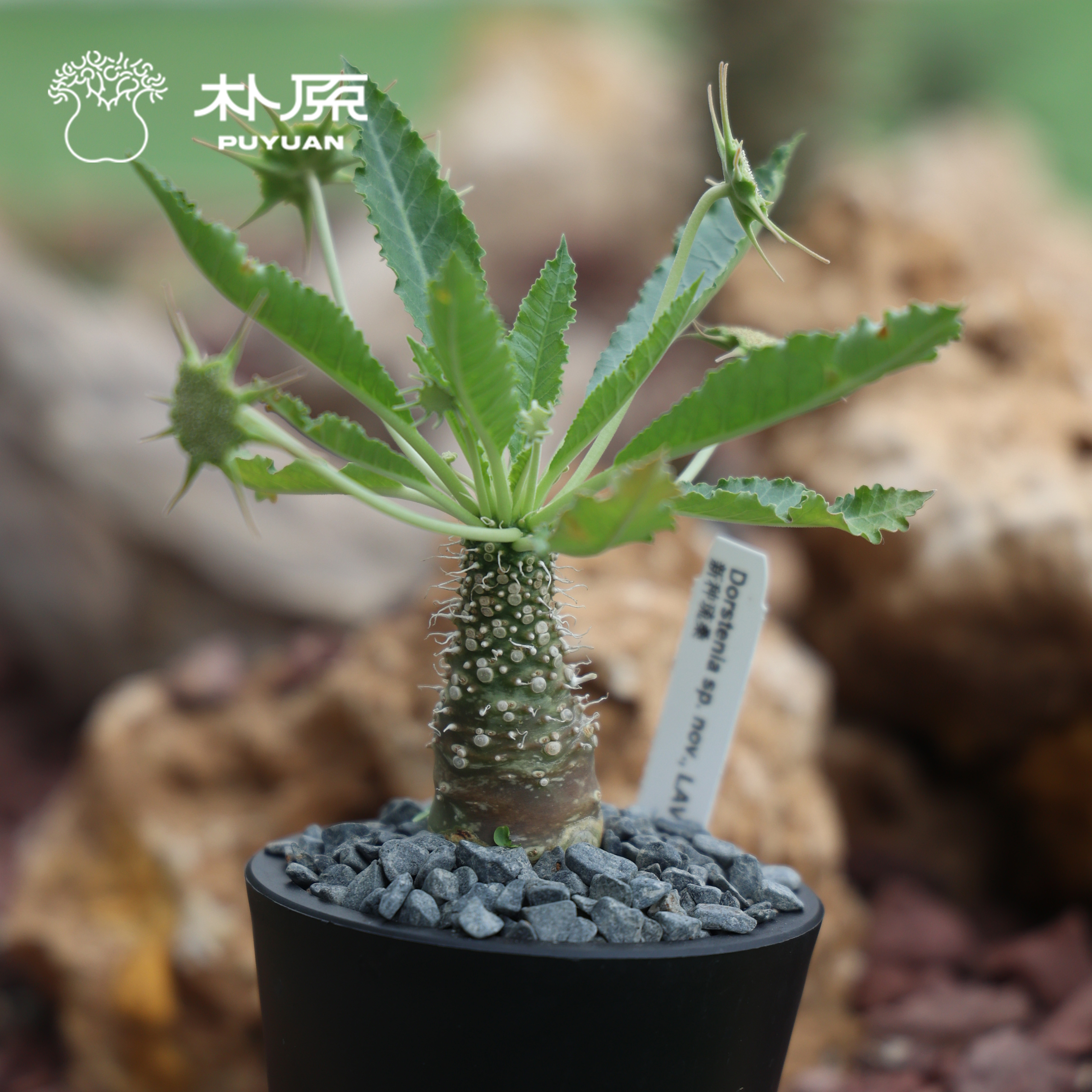 【朴原】新种琉桑 Dorstenia sp.nov 潮流块根多肉珍奇植物盆栽 - 图3