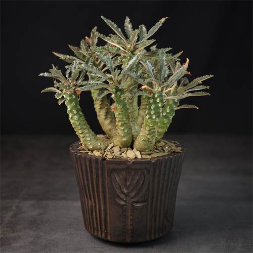 【朴原】椰子琉桑Dorstenia lavrani盆栽块根阳台多肉园艺绿植 - 图3
