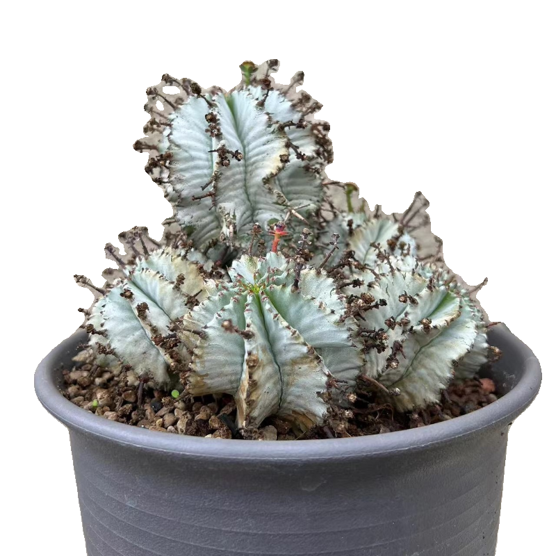 【朴原限定】魁伟玉 Euphorbia horrida-图0