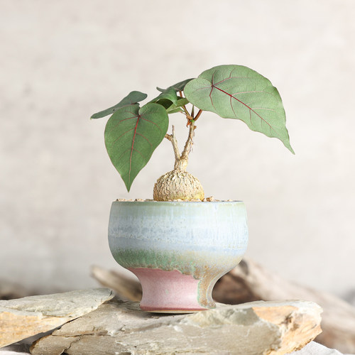 【朴原】红脉榕 Ficus petiolaris 桌面素雅潮流块根好养多肉绿植 - 图1
