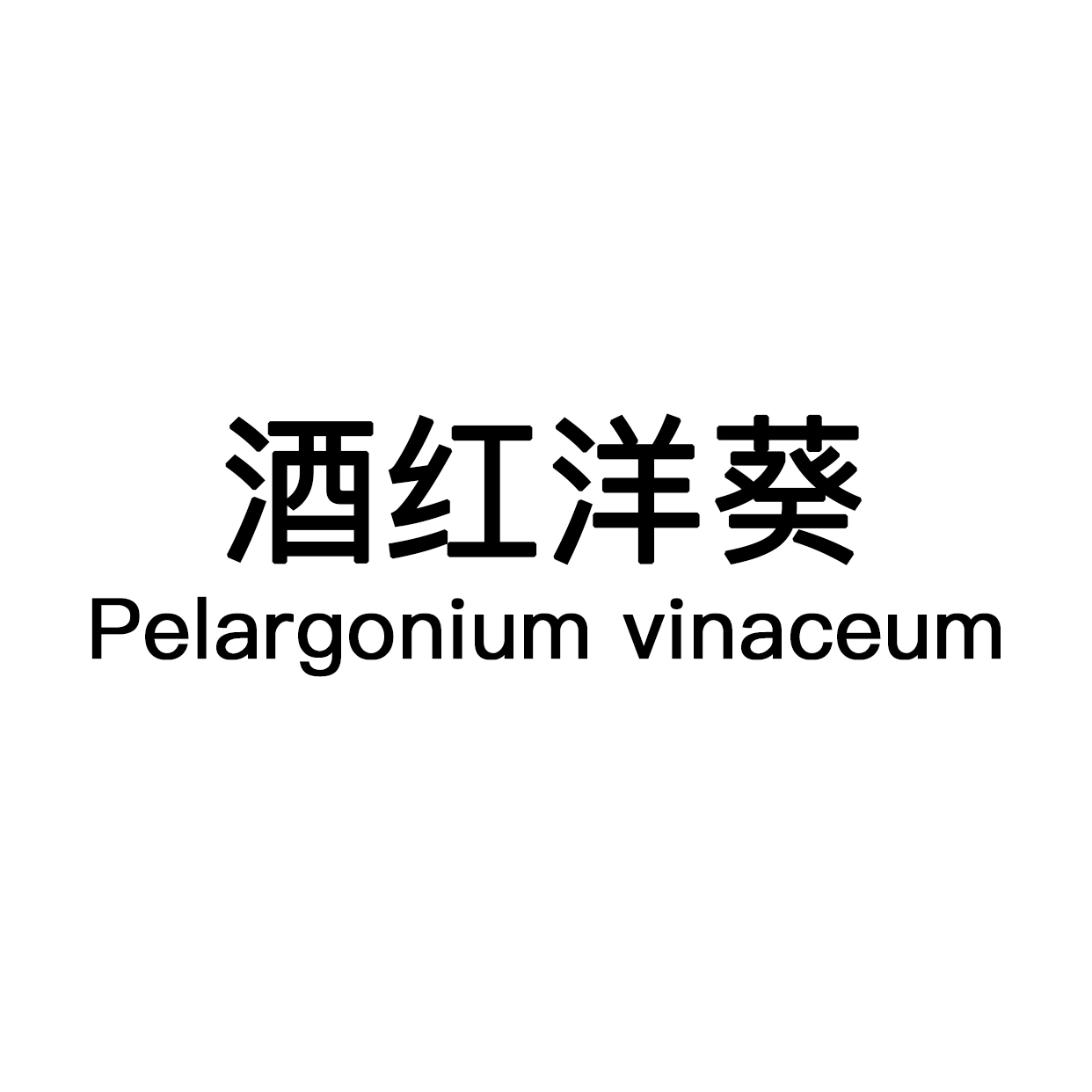 朴原甄选｜酒红洋葵 Pelargonium vinaceum-图0