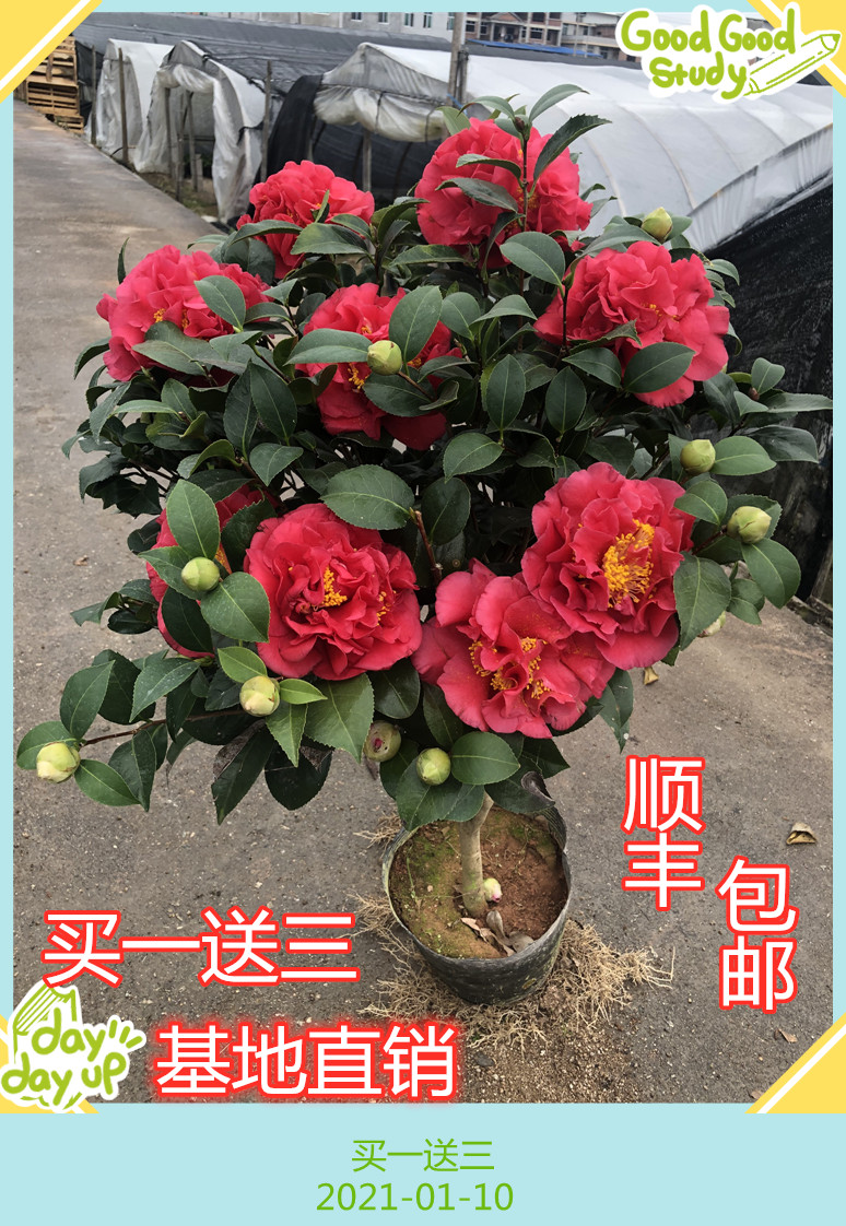 克瑞墨大牡丹山茶花浓香巨型红花盆栽室内阳台名贵花卉茶花盆栽-图0