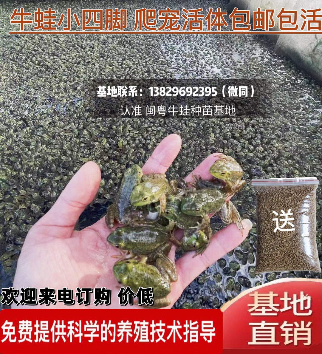 牛蛙活体蝌蚪苗牛蛙苗四脚仔苗食用幼蛙中蛙两栖爬宠水族观赏宠物-图2