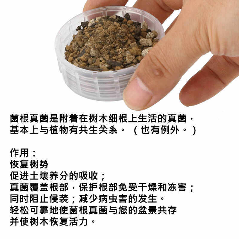 日本进口松树盆景盆栽外生菌根菌共生菌黑松红松五叶松五针松杜松,淘宝优惠券,粉丝福利购,淘宝优惠卷