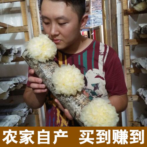 白木耳古田银耳干货精选雪耳糯耳活耳丑耳500g一斤装包邮 - 图0