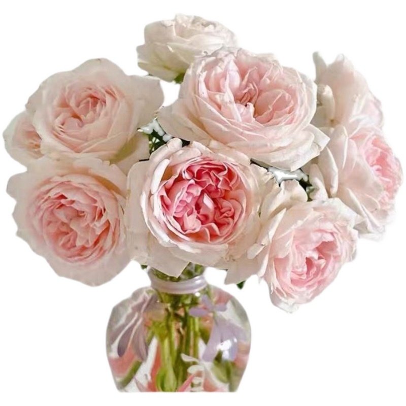 婚礼盒月季伊芙血统粉嫩系列灌木盆栽,淘宝优惠券,粉丝福利购,淘宝优惠卷