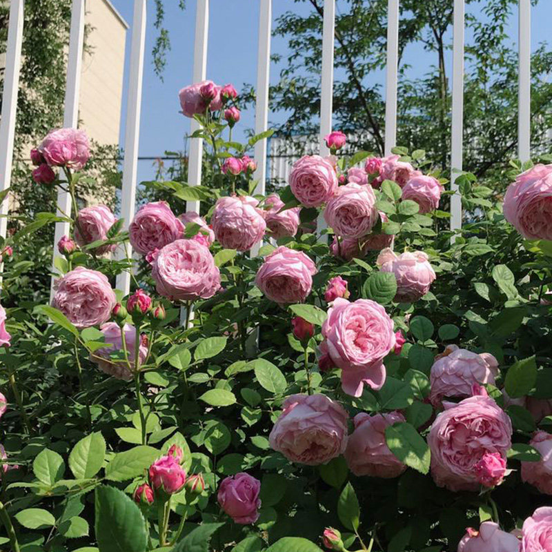 藤本月季自由精神大花浓香多季开长势快抗病好庭院爬藤花卉,淘宝优惠券,粉丝福利购,淘宝优惠卷