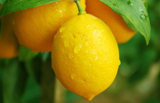 二师兄木本植物盆栽香水柠檬血柠檬手指柠檬趣味观果四季盆景,淘宝优惠券,粉丝福利购,淘宝优惠卷