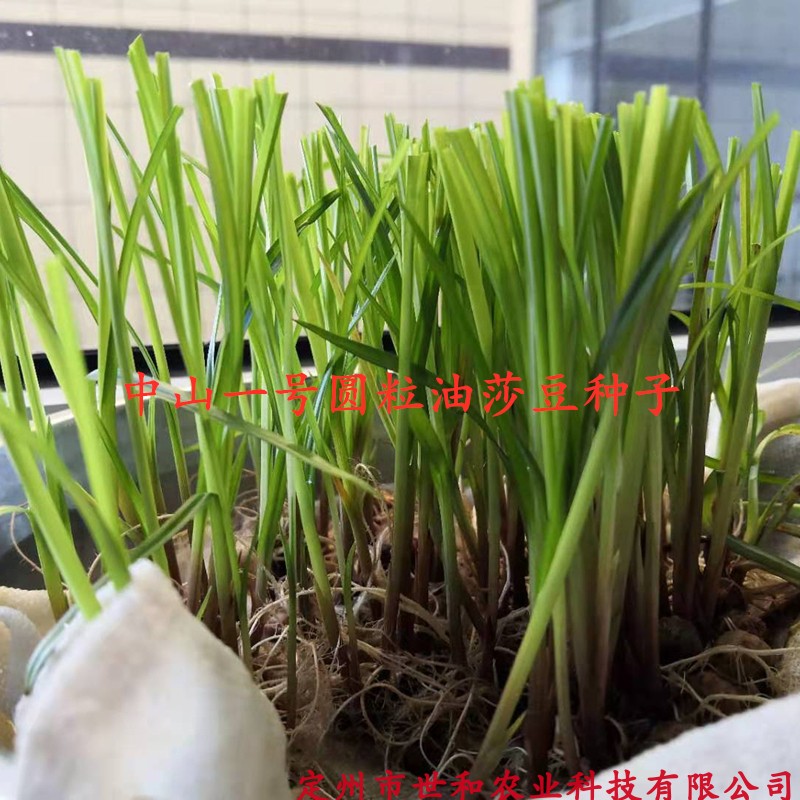 厂家直销油莎豆 油沙豆虎坚果种子油渣子一斤重500g推荐做种子用 - 图0