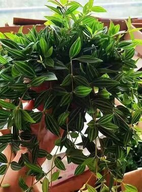 花卉苯除甲醛钻石植物吊兰空气净化绿植房室内卧室装修盆栽翡翠