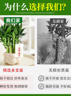 文昌竹4支富贵竹带根金榜题名室内盆栽高考书桌绿植净化空气好养