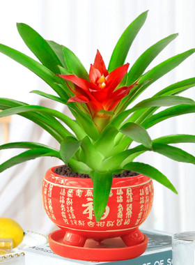 鸿运当头盆栽家养花卉植物室内客厅摆放的花四季好养活年宵花卉