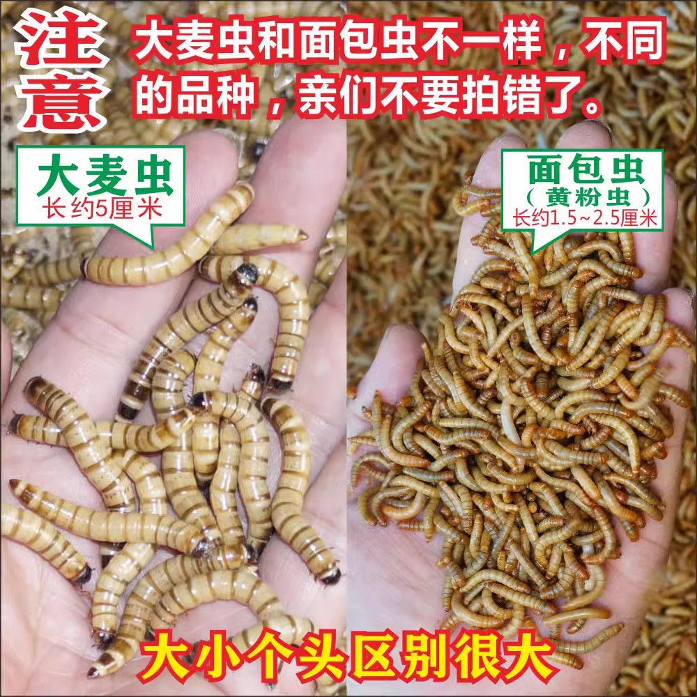 大麦虫活虫面包虫黄粉虫金龙鱼乌龟饲料八哥画眉鸟食活体虫子包邮-图0