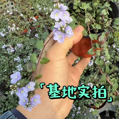鲁庭院小花匠*平卧婆婆纳“沃特佩里蓝”耐寒多年生*寄植组盆匍匐 - 图2