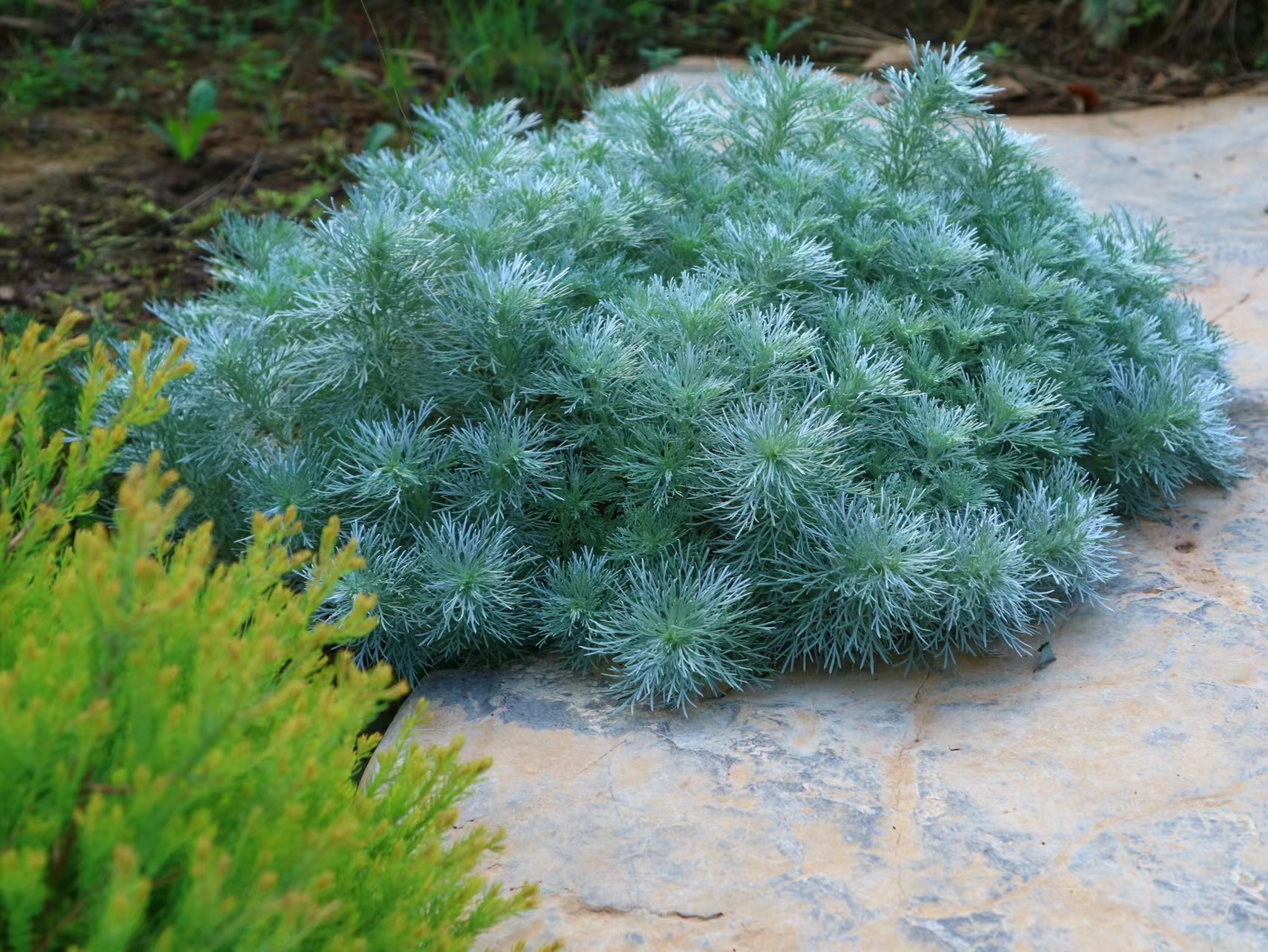 浙庭院小花匠*朝雾草*彩叶植物手感柔软*多年生耐寒耐热 - 图1