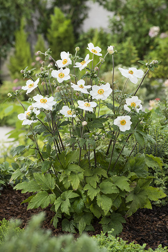 鲁庭院小花匠*银莲花“奥诺季伯特”耐寒多年生*低维护宿根耐阴 - 图1