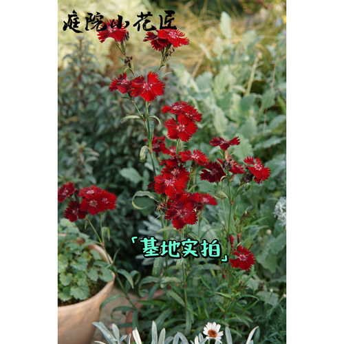 鲁庭院小花匠*暗红石竹“摇滚之夜”*耐寒多年生*花期长花量大 - 图3