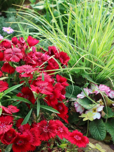 鲁庭院小花匠*矮生红石竹*耐寒多年生*花期长花量大*组盆素材 - 图3