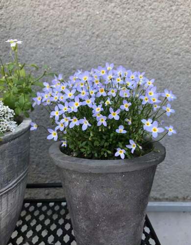 鲁庭院小花匠*北美耳草*耐寒多年生*迷你盆栽*花期长*小清新耐热 - 图2