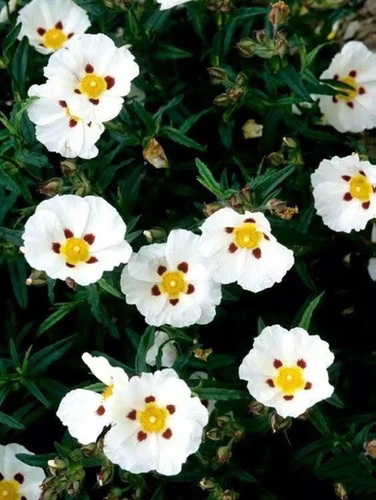 鲁庭院小花匠*多品种岩蔷薇*耐寒多年生*耐热低维护*花灌木 - 图1