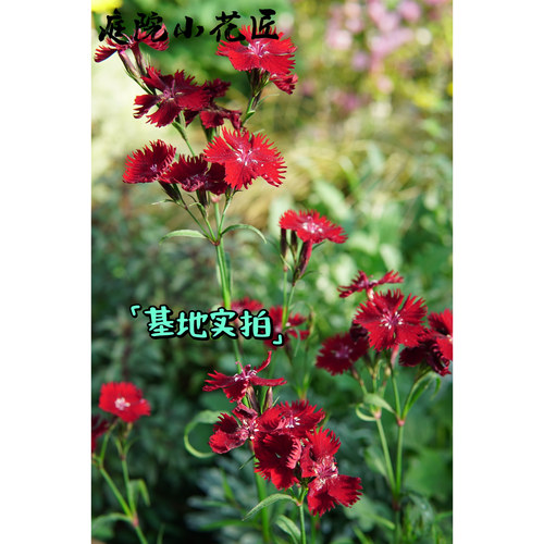鲁庭院小花匠*暗红石竹“摇滚之夜”*耐寒多年生*花期长花量大 - 图1