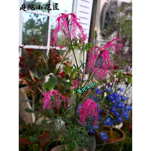 鲁庭院小花匠*伊势抚子“雪舞/桃园”耐寒多年生*瞿麦杂交石竹 - 图3